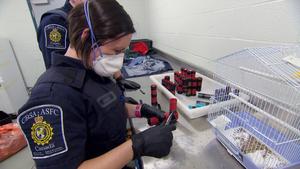 Border Patrol Canada - Einsatz an der Grenze - Vom Grenz- zum Tierschützer